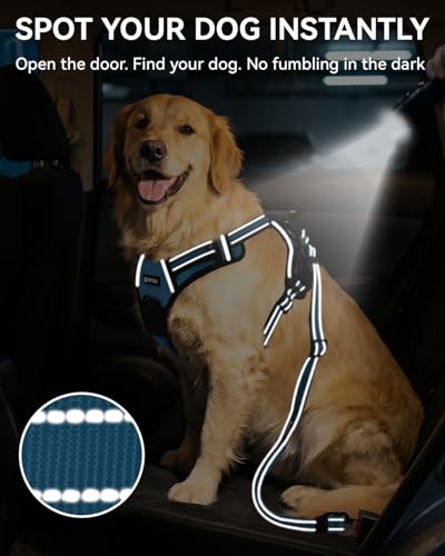 3-in-1 Bungee Dog Seat Belt for Car, Medium Large Dogs, Sky Blue (Sky Blue / (21.6-31.5) inch)