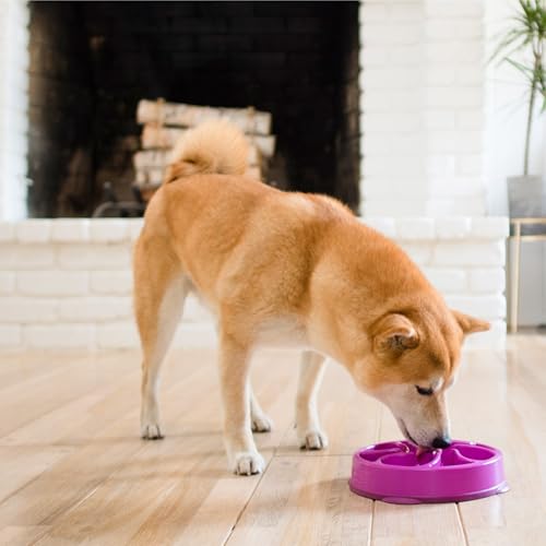 Fun Feeder Slo Bowl (Purple / Medium)