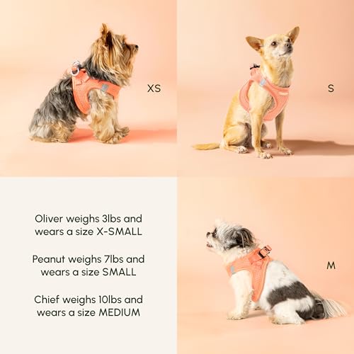 Pastel Tangerine X (X-Small / Tangerine)