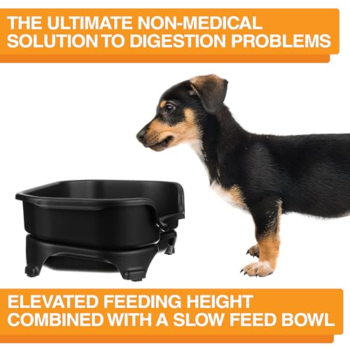 Express Mess Proof Dog Bowls Elevated for Small Breed (Small w/ Metal Slow Feed Bowl / Midnight Black)