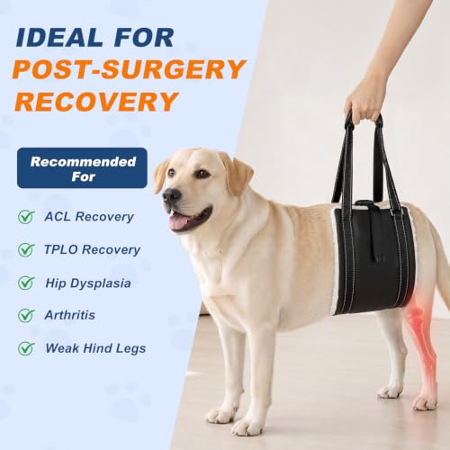 Dog Lift Harness for Rear Legs (Large)
