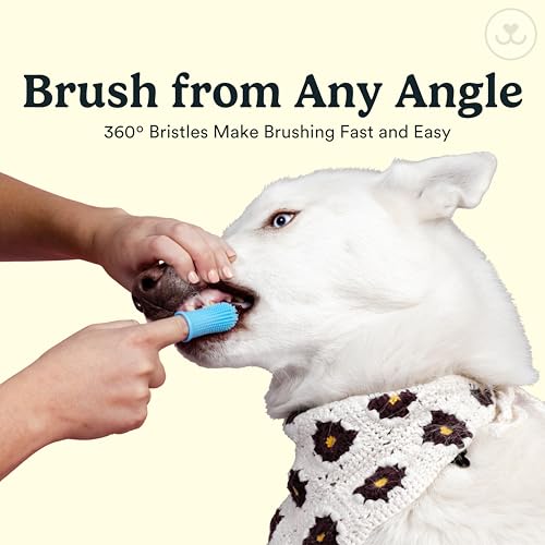 Dog Toothbrush (Blue (10-pack))