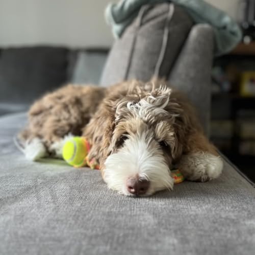Puppy Rope & Tug of War Toys for Teething