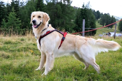 Leather Dog Leash 8ftx1 (8ft x 1/2'' / Red)