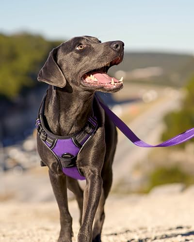 No Pull Dog Harness for Small Dogs (Small / Purple)