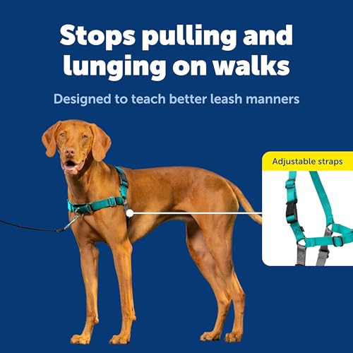 Easy Walk Harness (Medium / Teal/Gray)