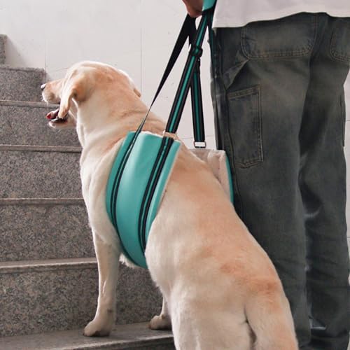 Adjustable Dog Sling Dog Lift Harness Hind Leg Support (Turquoise / L)