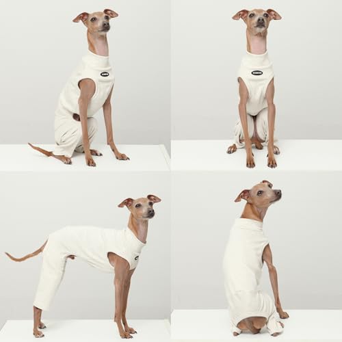 D Doggy Star Italian Greyhound Clothes High (XL / COORDI OTAMEAL)