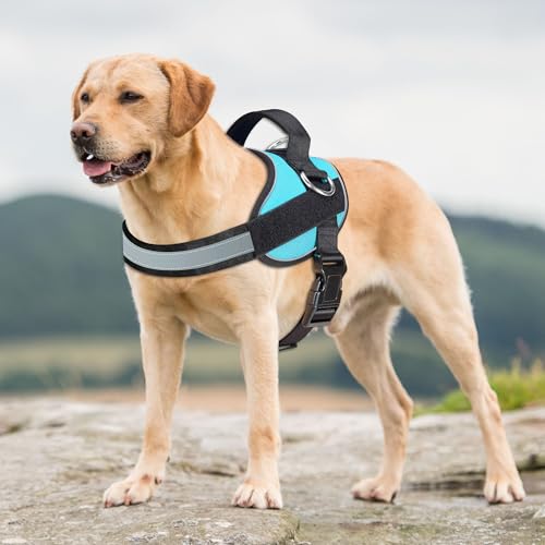 Essential Dog Harness (L / Blue)