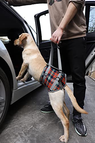 Dog Lift Harness (X-Large / Hind Legs-Orange)