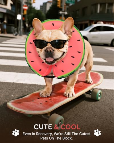 Inflatable Dog Cone (Red / S(9"-10"))