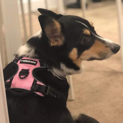 Dog Harness No Pull for Small Dogs with 2 Leash Clips (Small / Pink)