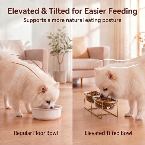 Elevated Dog Bowls for Small Dogs (Small / glass×2)