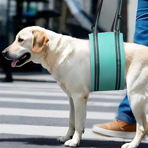 Adjustable Dog Sling Dog Lift Harness Hind Leg Support (Turquoise / XL)