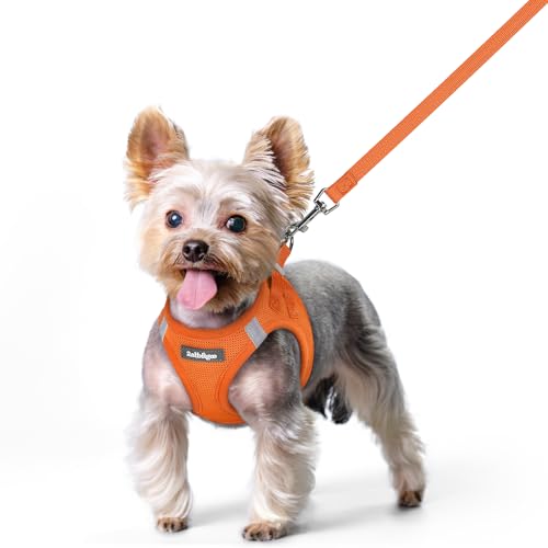 Dog Harness Small Sized and Leash Set (Orange / Xs (chest: 13.3 - 15.5"))