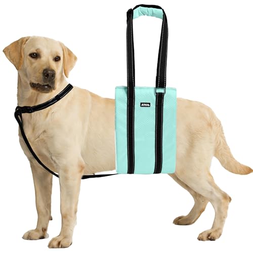 Dog Lift Harness for Seniorm or After Surgery (Turquoise / XL)