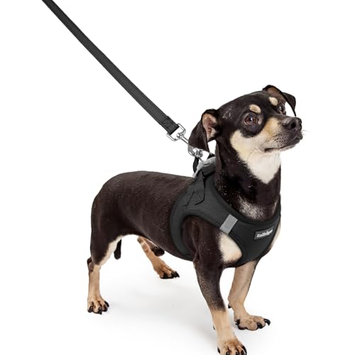 Dog Harness Small Sized and Leash Set (Black / Xxxs (chest: 10.8 - 11.8"))