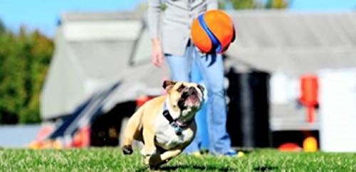 Kick Fetch Ball Dog Toy (Small / Classic)