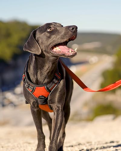 No Pull Dog Harness for Large Dogs (Large / Orange)