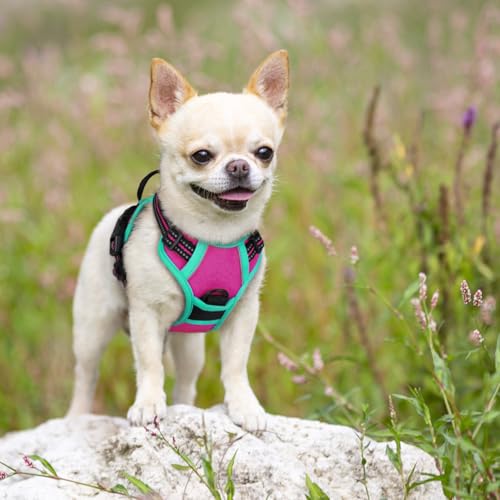 Dog Harness No Pull for Small Dogs with 2 Leash Clips (X-Small / Hot Pink & Turquoise)