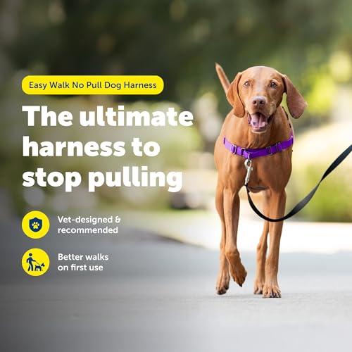 Easy Walk Harness (Medium / Deep Purple/Black)
