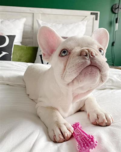 Puppy Chew Pink Textured Teething Dog Bone (Pink / X-Small)