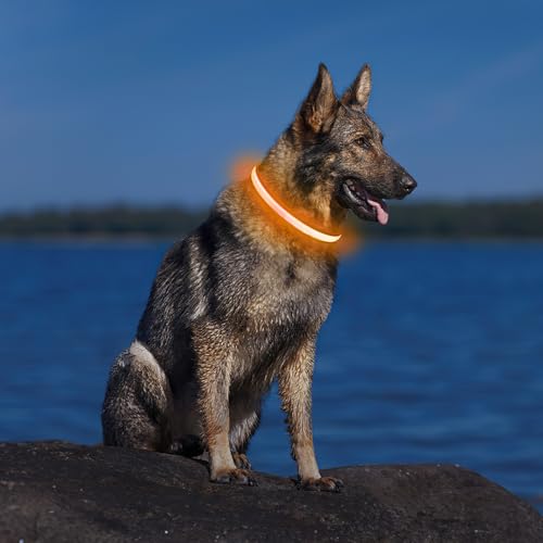 Light up Dog Collar (Orange / S(11 inch-15.7 inch))