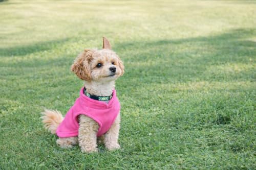 Dog Fleece Vest Sweater with Leash Ring (M (6-10lbs) / Pink)