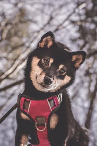 Embark No Pull Dog Harness (S / Pink)