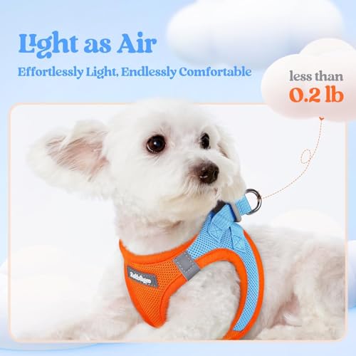 Dog Harness Small Sized and Leash Set (Blue & Orange / Xxxs (chest: 10.8 - 11.8"))