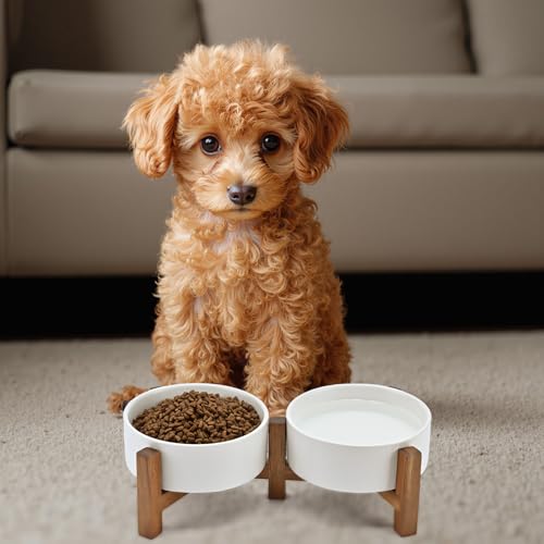 Ceramic Dog Bowls with Acacia Wood Stand (13.52 Oz / White)