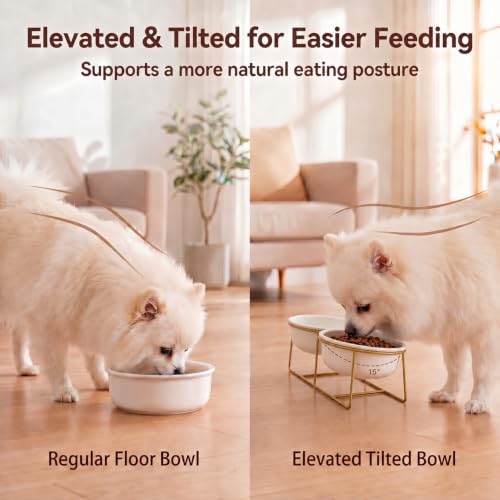 Elevated Dog Bowls for Small Dogs (Small / White×2)