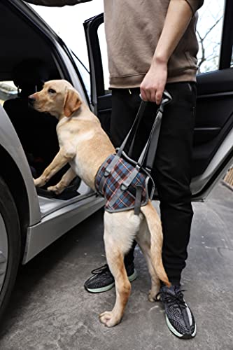 Dog Lift Harness (Small / Hind Legs-Blue)