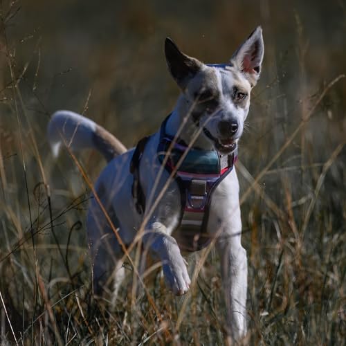 Embark No Pull Dog Harness (XS / Baja)