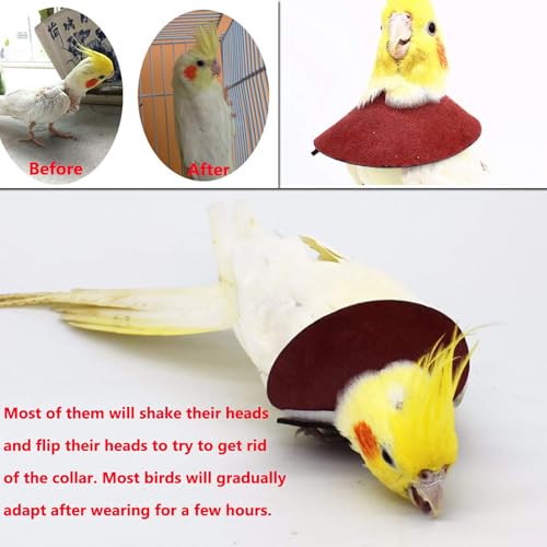 4Pack Parrot Anti (XL - Suitable for Monk Parakeet)