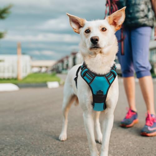 Dog Harness No Pull with 2 Leash Clips (Large / Teal)
