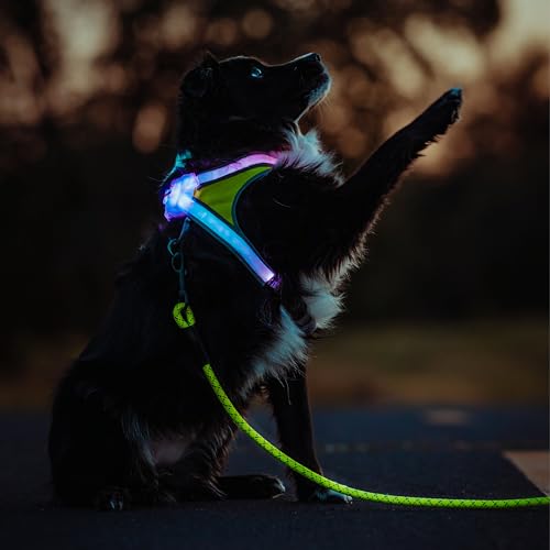 LightHound Light Up Reflective Dog Harness and Leash (X-Large)