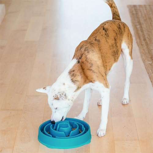 Fun Feeder Slo Bowl (Turquoise / Large)
