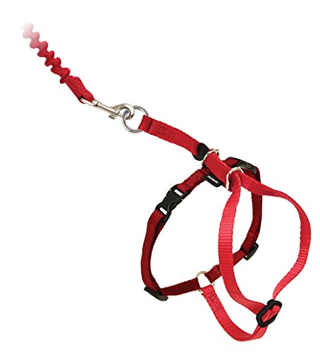Come With Me Kitty Harness and Bungee Leash (Large (Pack of 1) / Red)