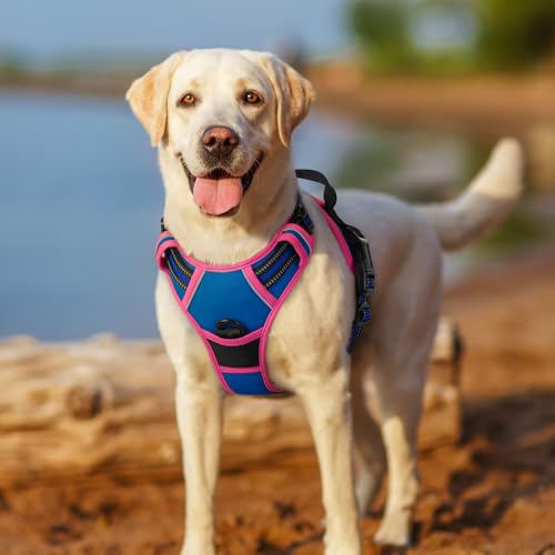 Dog Harness No Pull Medium Sized with 2 Leash Clips (Medium / Blue & Hot Pink)