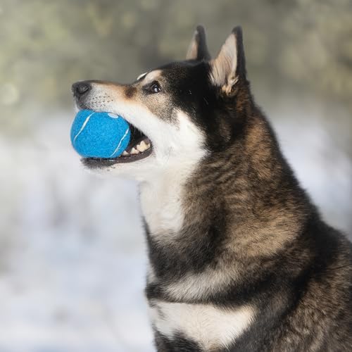 Interactive Squeaky Dog Chew Toy (Tennis (Assorted Color) / Large (Pack of 4))