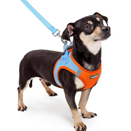 Dog Harness Small Sized and Leash Set (Blue & Orange / Xxxs (chest: 10.8 - 11.8"))