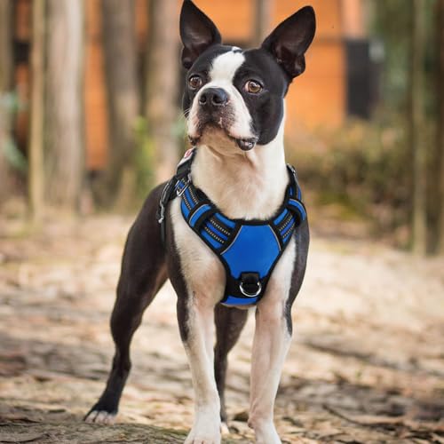 Dog Harness Small Sized (Royal Blue / Small)