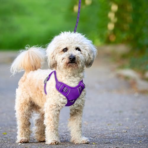 Dog Harness for Small Sized Dog No Pull Dog Vest ID Tag Pocket (Purple / Small)