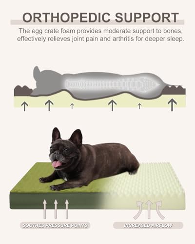Orthopedic Dog Bed for Small Dogs with Waterproof Lining (Green / 23.0"L x 17.0"W x 3.0"Th)