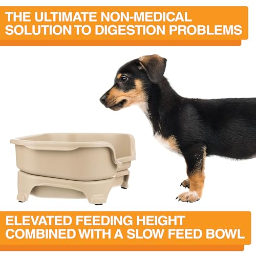 Express Mess Proof Dog Bowls Elevated for Small Breed (Small w/ Metal Slow Feed Bowl / Almond)