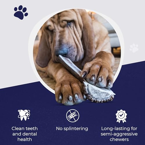 Split Elk Antlers for Dogs (split - XL - 1 Pack)