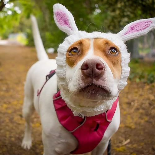 Bunny Costume (Medium)