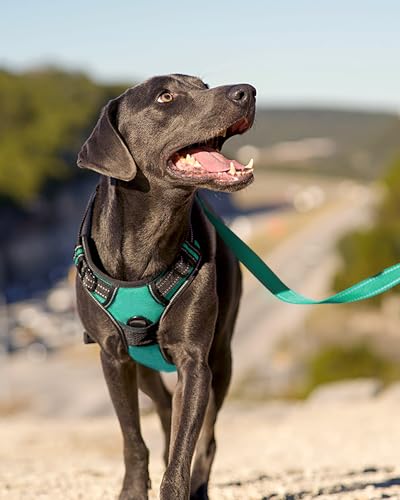 No Pull Dog Harness for Extra Large Dogs (X-Large / Teal)