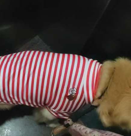 Turtleneck Dog Shirt Cute Doggie Embroidery Super Soft Dog Sweatshirt Stretchy Striped Puppy Pullover for Cats Small Medium Large Dogs (Red Striped / XXXX-Large)